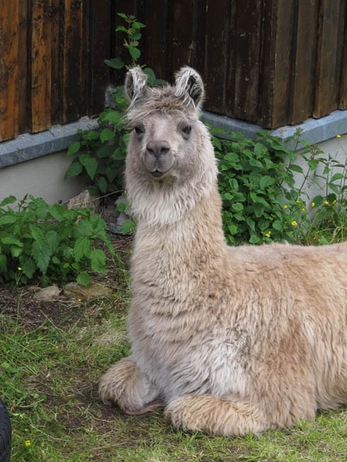 Lamas an der Schweinfurter Hütte