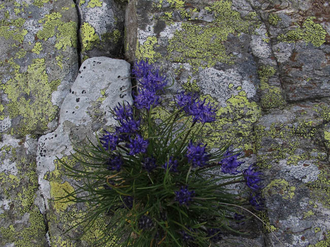 Kleine Blümchen am Wegesrand