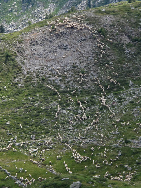 Unten im Tal sind Hunderte Schafe