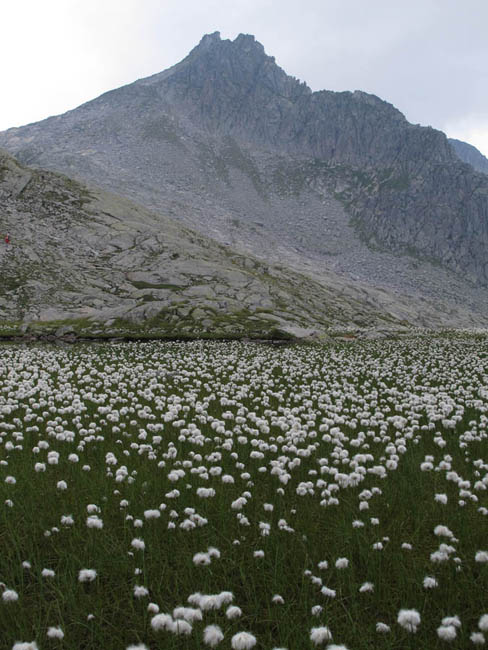 Wollgras kurz vor dem Rifugio Maria e Franco