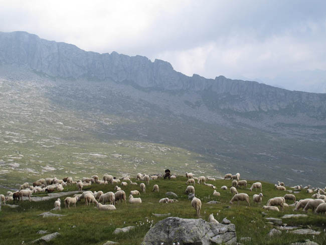 Schafe auf der Ebene zwischen Passo Dernal und Passo del Termine