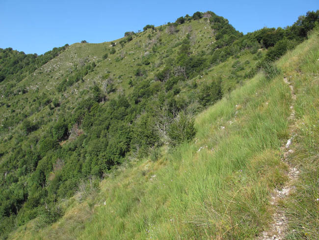 Der Wald lichtet sich vor dem Gipfel Punta die Reai