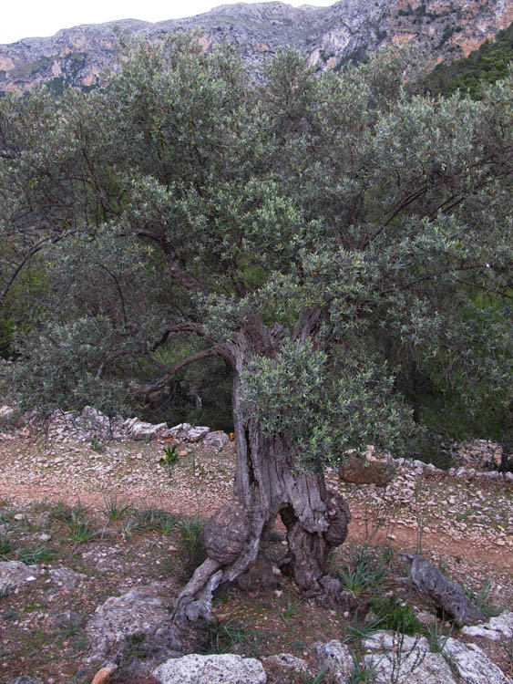 GR221 - Abstieg gen Deja durch alte Olivenplantagen