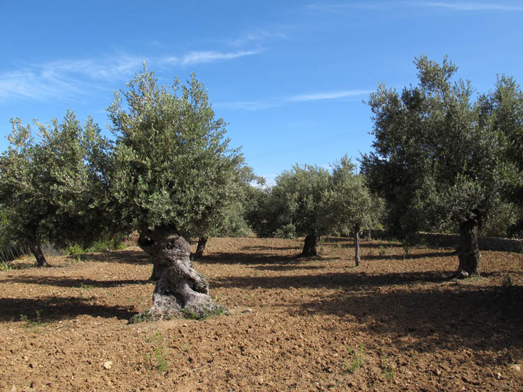 GR221 - gepflegte Olivenplantage unterhalb von Deja