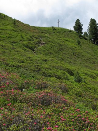 Alpenrosen auf dem Weg zum Bälehnkreuz