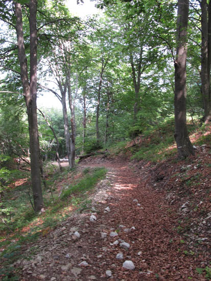 3V durch den Wald hinter dem Passate Brutte